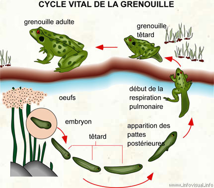 Cycle vital de la grenouille